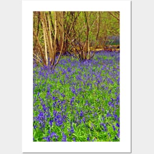 Bluebell Woods Basildon Park Reading UK Posters and Art